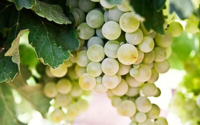 Historia del vino blanco ecológico: de la antigüedad a la actualidad