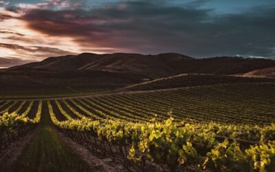 Del viñedo a la copa: el proceso de elaboración del vino blanco ecológico